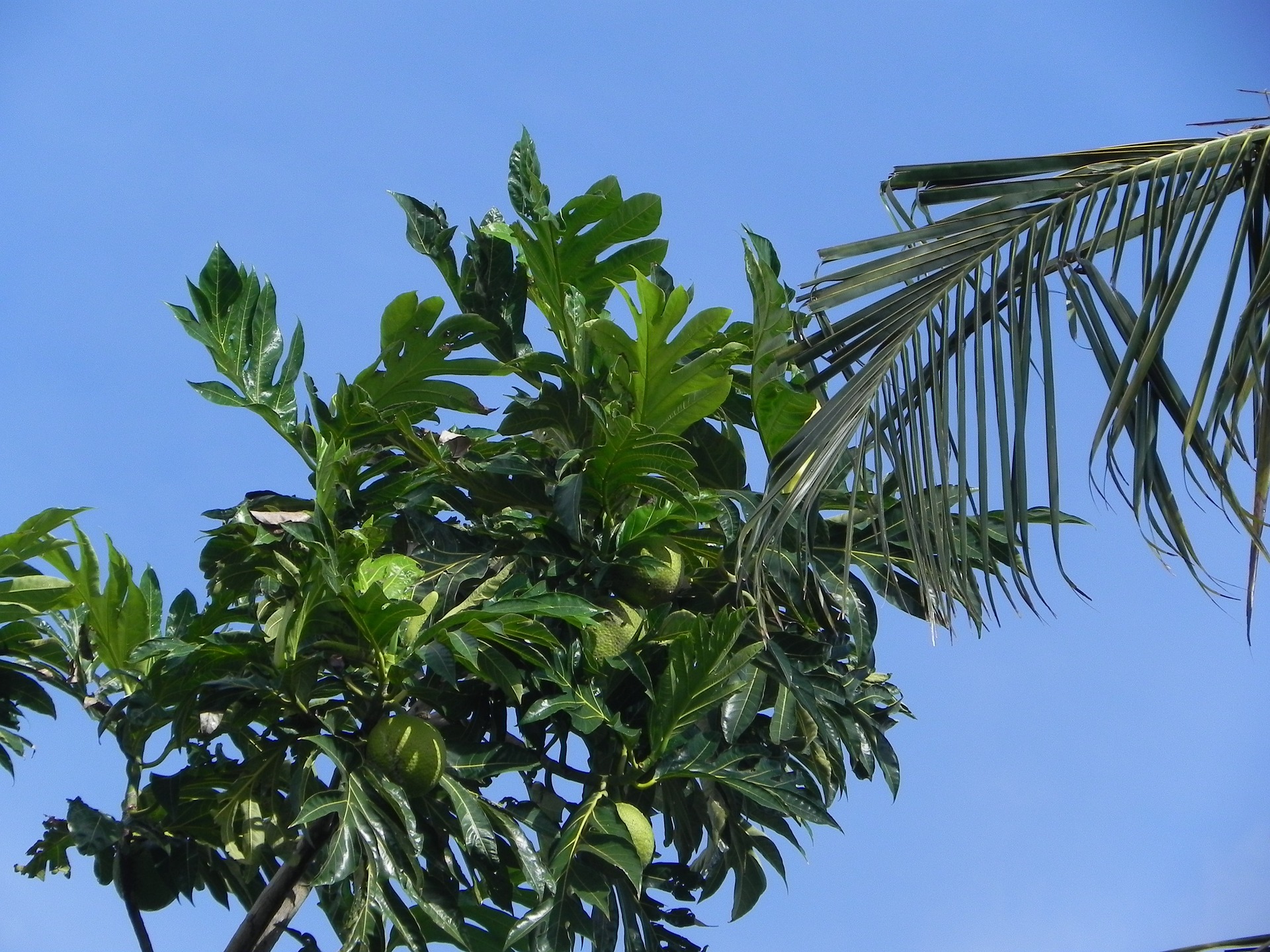 3 Things You Didn’t Know About Breadfruit