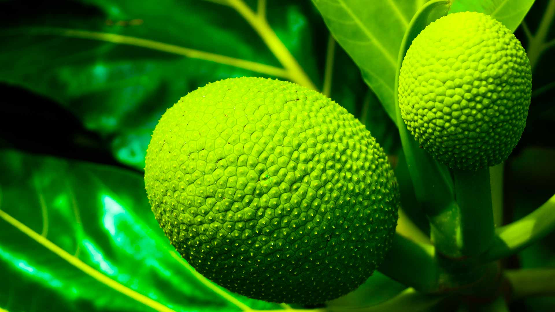 3 Things You Didn’t Know About Breadfruit - Travel To Paradise
