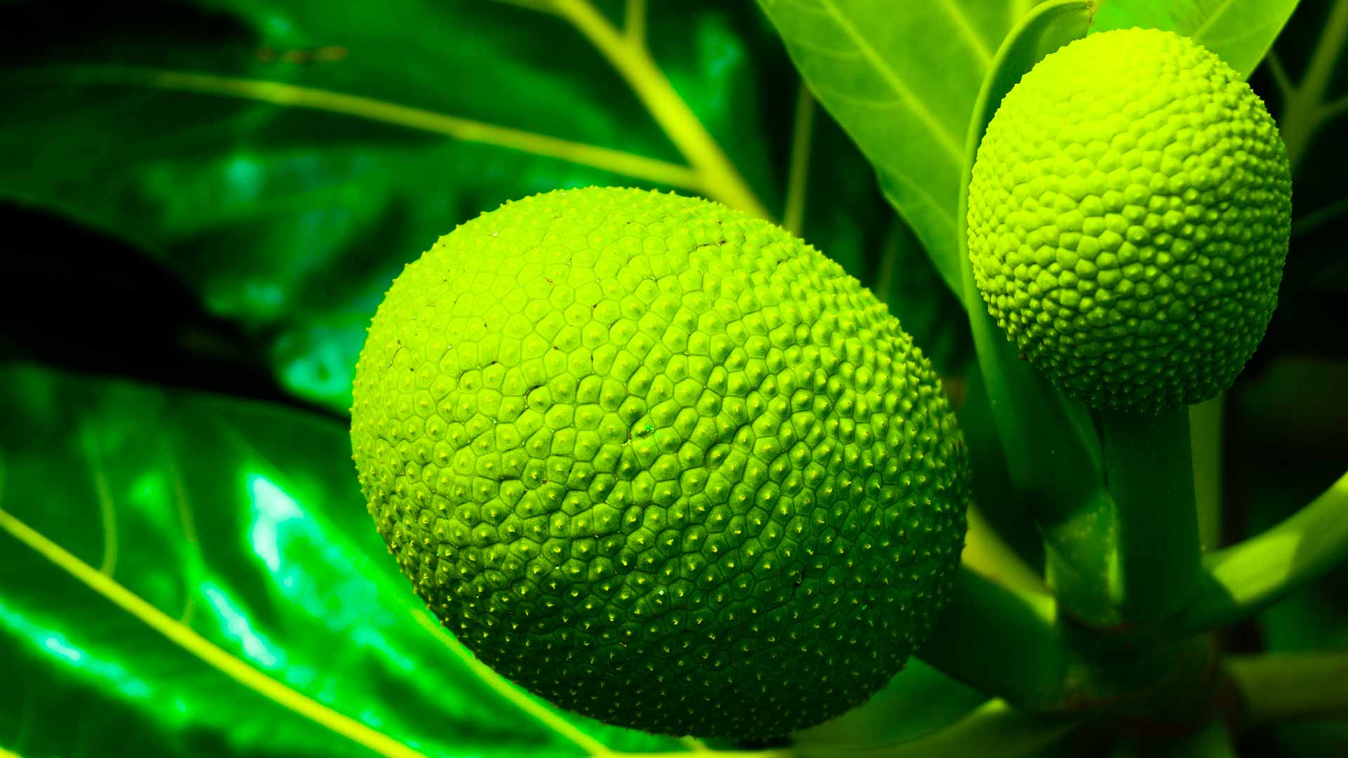 3-things-you-didn-t-know-about-breadfruit-travel-to-paradise