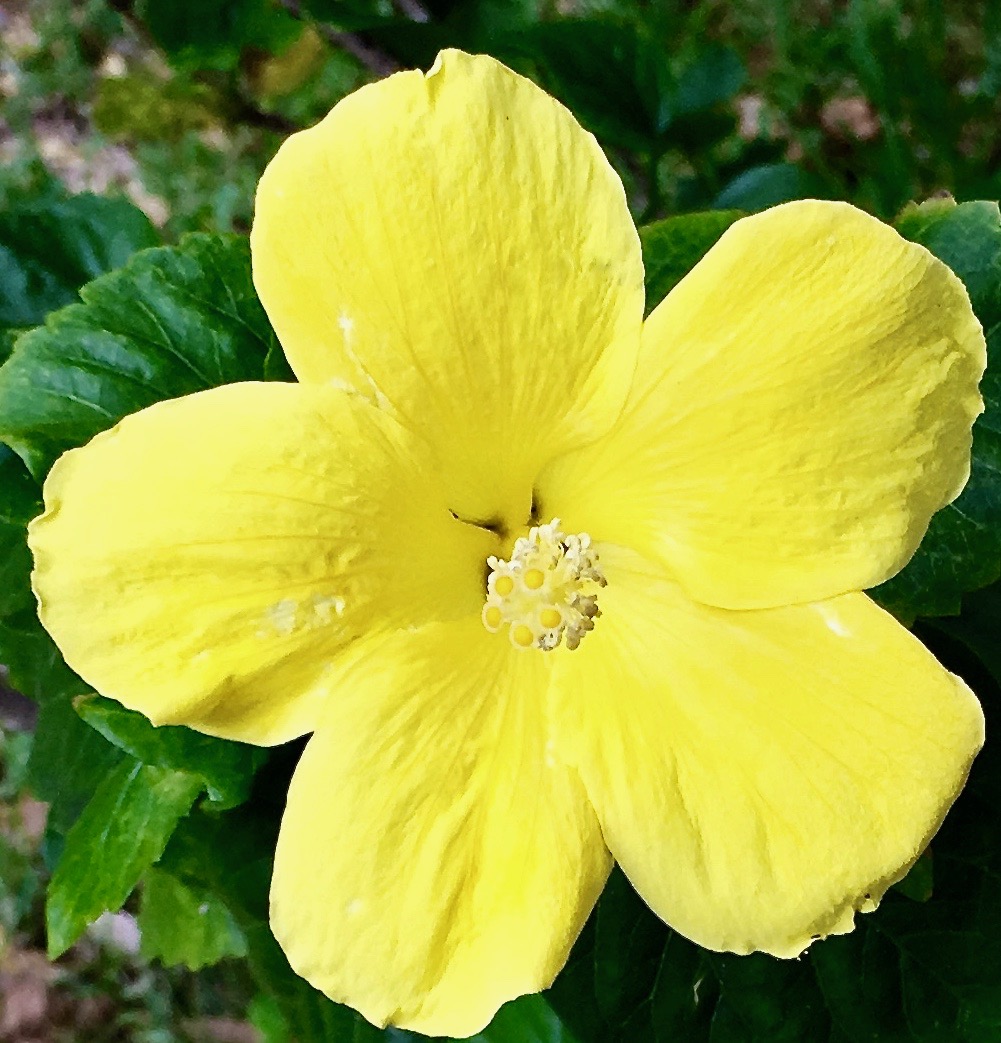 The Yellow Hibiscus: Hawaii's State Flower - Travel to Paradise