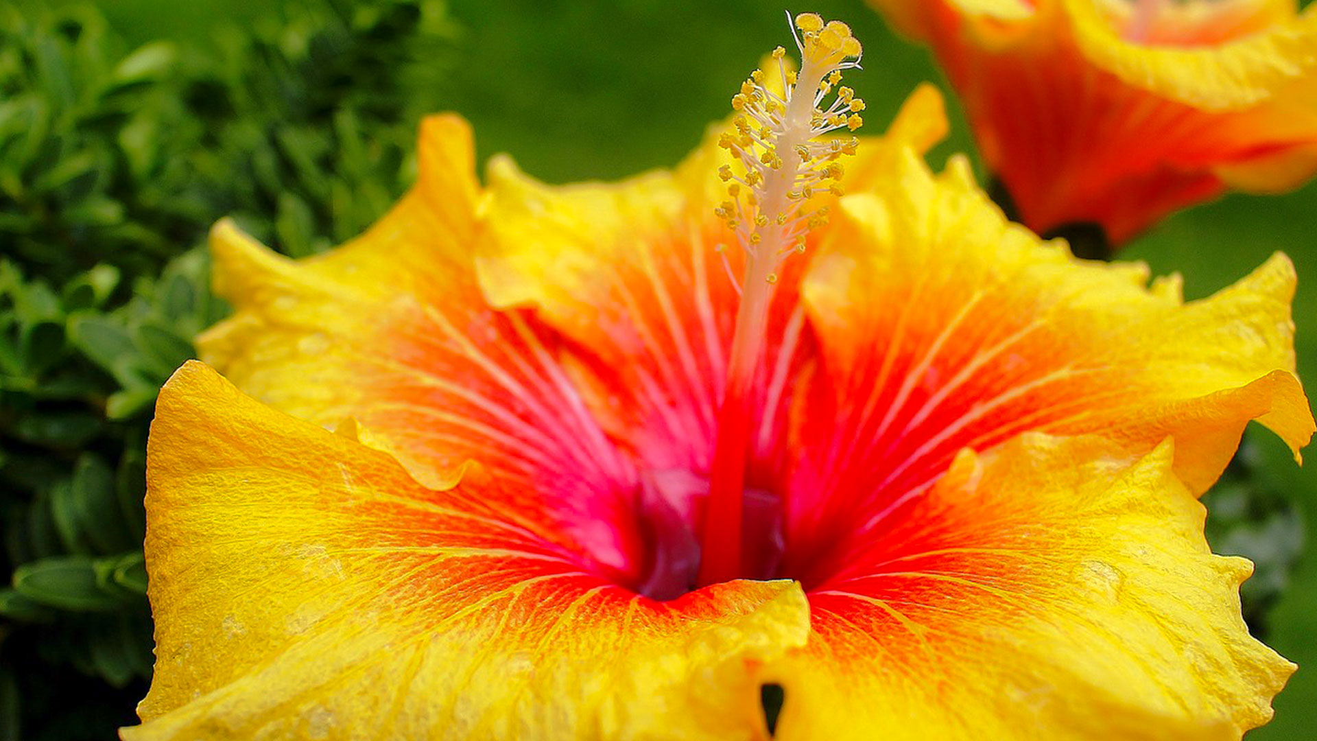 Hawaii Furthermore Flowers